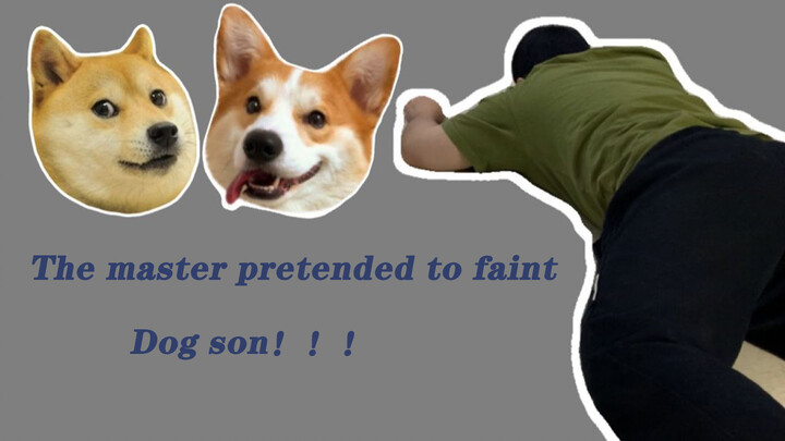 [Animals]Daily life of my pet Shiba and Corgi