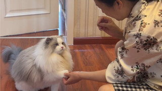 把猫托付给我妈照顾了一个月，结果她不让我养了