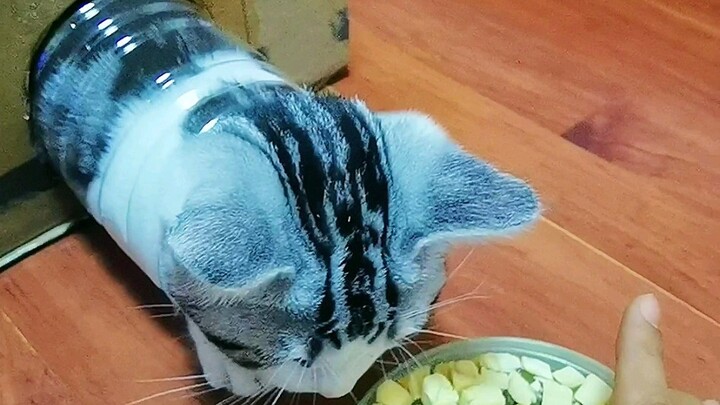 It's confirmed! Tom and Jerry is a documentary