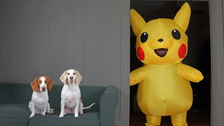 Dogs vs Pokemon Prank Giant Pikachu Pranks สุนัขตลก Maymo และ Pot Pie