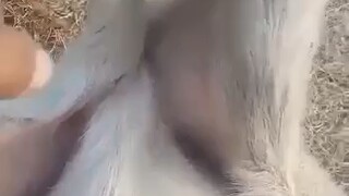 Sheep: Stop kidding around, it's really going to fall off!