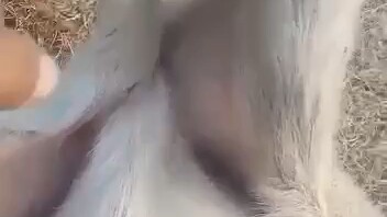 Sheep: Stop kidding around, it's really going to fall off!