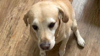 Sudah tiba lagi musim memetik bulu anjing～～