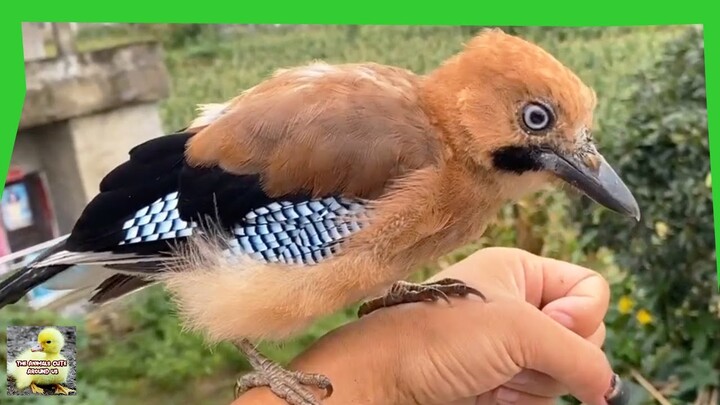 Feeding Bird Jay - Cute Bird - Cute Animals Around Us