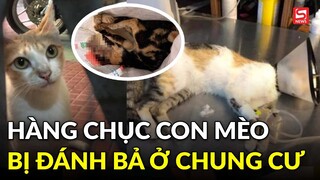 Hàng chục con mèo bị đánh bả ở chung cư quận 1, TP.HCM