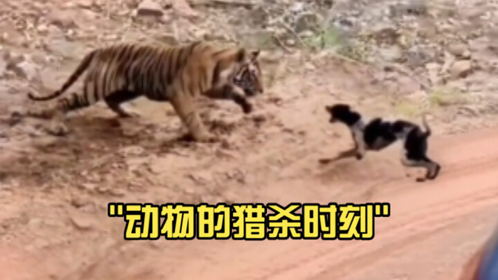 Momen perburuan hewan