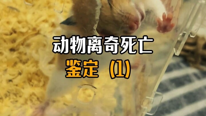 Identifikasi kematian aneh pada hewan