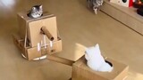Stainless steel armor cat