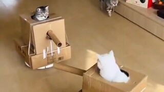 Stainless steel armor cat