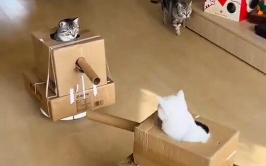 Kucing lapis baja tahan karat