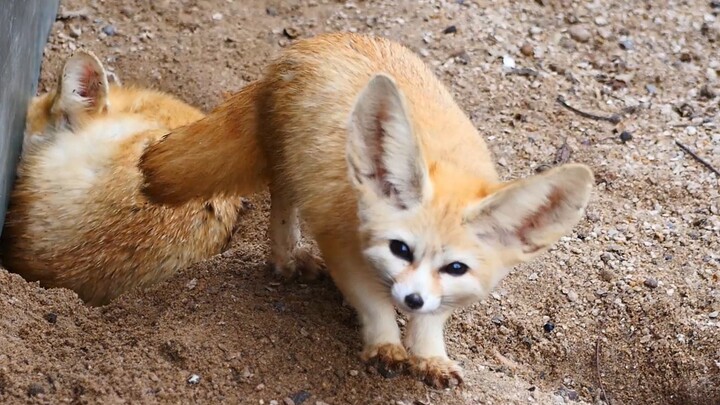 Chubby Little Fox Digging in the Dirt | Fennec Fox | Desert Fox