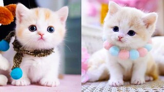 Baby Cats - Cute and Funny Cat Videos Compilation #42 | Aww Animals