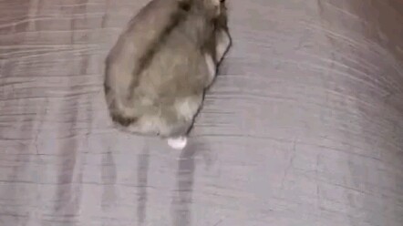 The Little Hamster That "Leaps Across the Canyon"