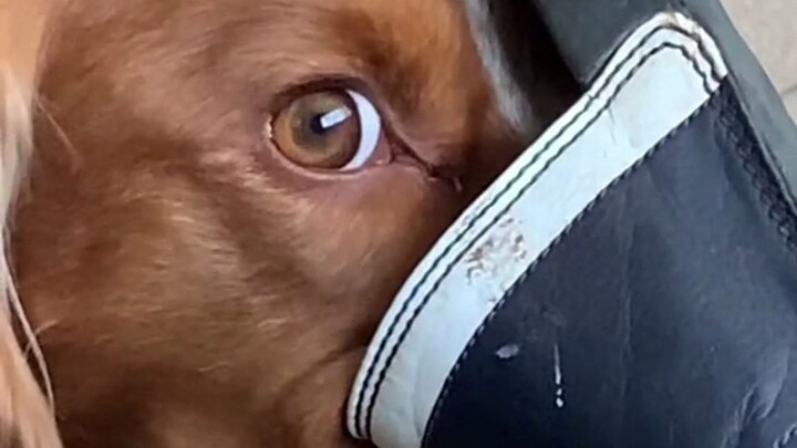 The pup thought its owner wasn’t home and started acting up—but check out the terrified little eyes 