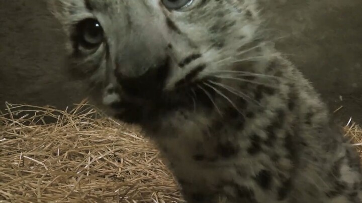 【الفهد الثلجي】حبيبي ها أنا قادم لأقبّلك، لا تختبئ!