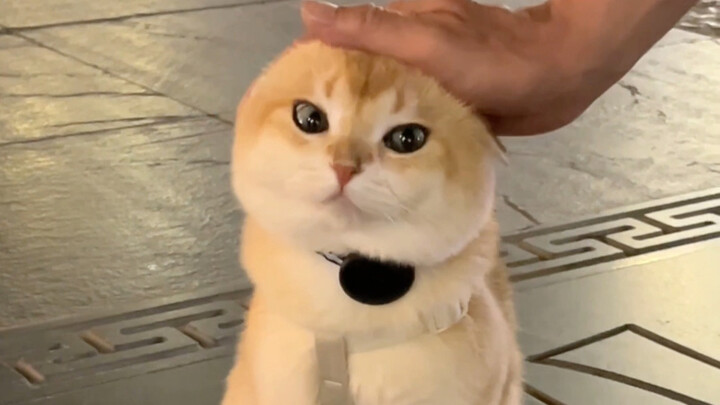 Kitten: Sir, that’s not how you pet a cat…