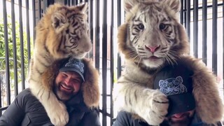 Little tiger playfully teases people: Resistance is useless!