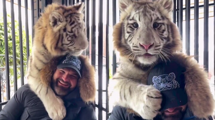 Tiểu hổ trêu người: Chống cự cũng vô ích thôi!