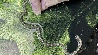 Process of Creating Textured Decorative Paintings