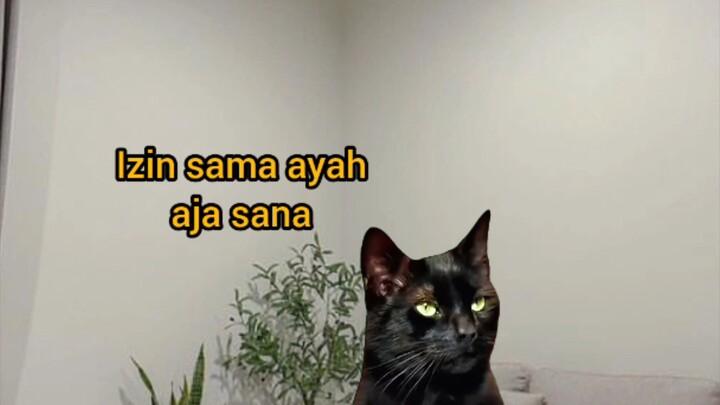 POV :minta izin main ke ayah dan ibu (malah saling lempar) 😔#fyp#shorts #memekucing#trending