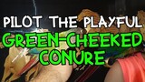 PILOT the playful Green Cheek Conure: Green Cheeked Conure