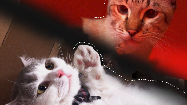 【Indiana Cats 3】 Cat finding paths in unexpecdted diffcults
