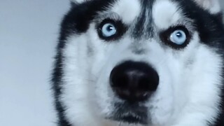 On the Alertness of Dogs—It's So Scary