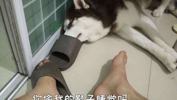 Husky: Only someone with an IQ of 250 can understand my confusing antics!