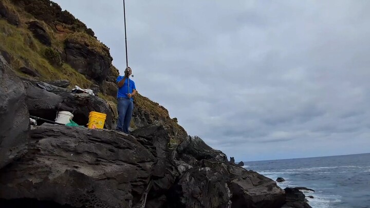 Sargo fishing