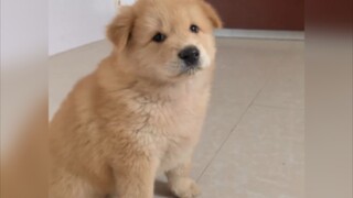 "Little dogs are the cutest!"