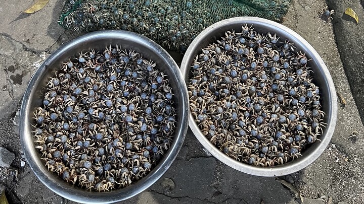 今天进村挑战卖50斤沙蟹。