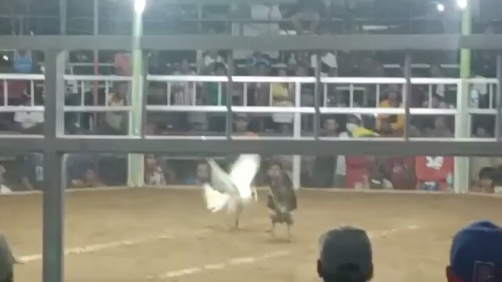 Thompson white in action