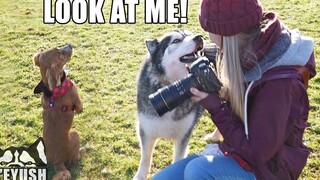 เป็นไปไม่ได้ที่จะทำงานกับฮัสกี้ผู้ขัดสนอยู่รอบๆ!