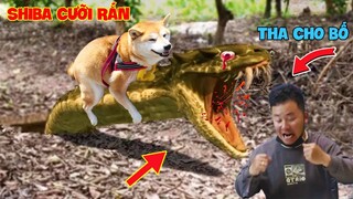 Thú Cưng Vlog | Chó Shiba Ngầu Nhất Thế Giới #1 | Chó thông minh vui nhộn | Smart dog funny pets