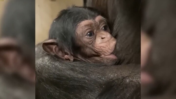 Mommy Gorilla Meets Her Baby for the First Time 2 Days Postpartum! Baby Reaches Out Tiny Hands, Reco