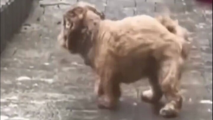 So it turns out dogs really are just like in the cartoons