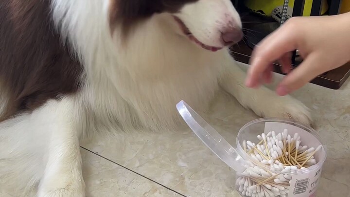 Chó nhà bạn có làm gì đáng ghét không?