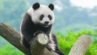 Ketika musik berhenti, ekspresi panda benar-benar lucu!