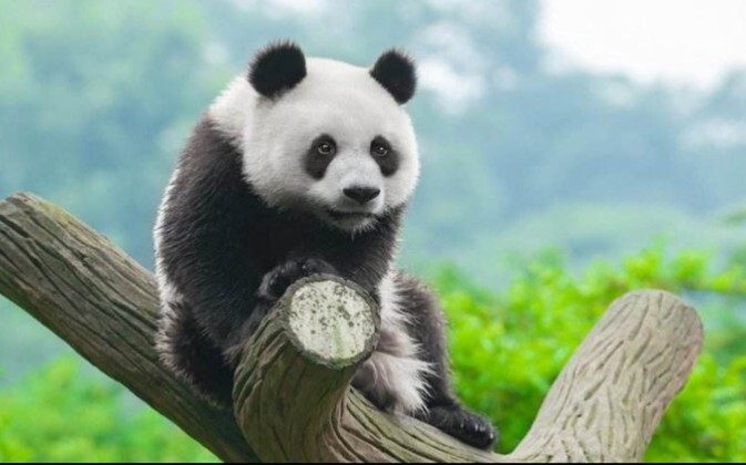 音乐暂停时，吃播大熊猫的表情真是笑死我了。