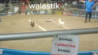 walastik