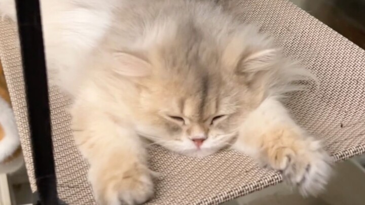 Where have you ever seen a little kitten nap until dark!
