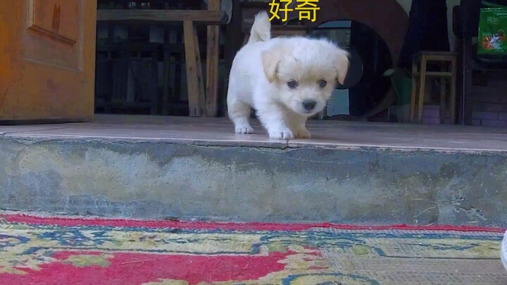 车站捡到两只狗 一黑一白带回家