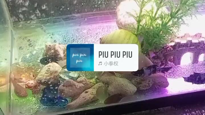 fish fish