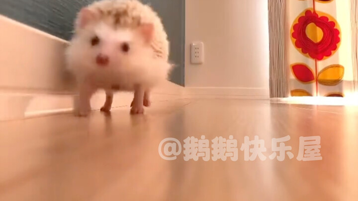 เม่นน้อยเดินแล้วตลกมากเลย!