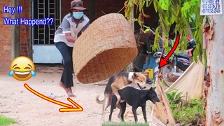 Best Prank Dog! Super Huge Basket vs Prank Sleeping Dog - Try not to Laugh Must Watch