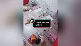 Ngày trước phá ít ngày sau phá nhiều, chắc tui đem trụng hết 5 đứa này luôn 🤬doglover dogsofttiktok pet fyp cún yeudongvat petlover chókhôn