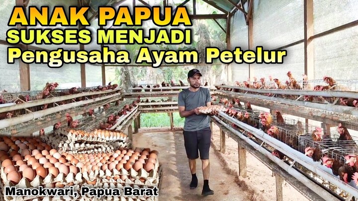 Anak Papua Sukses Menjadi Pengusaha Ayam Petelur