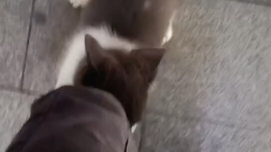 "Cute Dog" (with a Twist)