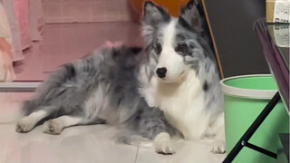 Khi tôi thuê một vệ sĩ cho chú chó Border Collie nhỏ