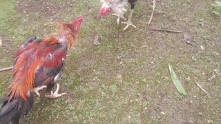 bendral vs jalak wido